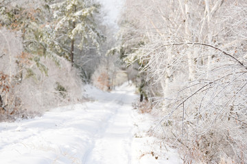 Footpath in a fabulous snowy forest. Branches of trees glittering with frost in the sun.
