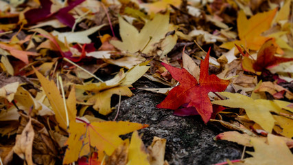 autumn leaves on the ground