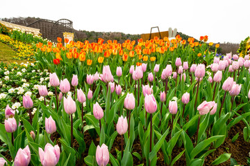 Beautiful tulip flowers bloomed in the spring.
