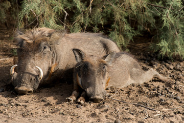 Phacochère commun,  Phacochoerus africanus, Sénégal