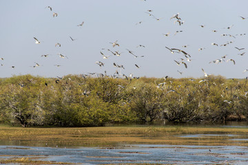 Bihoreau gris,.Nycticorax nycticorax, Black crowned Night Heron, Parc national des oiseaux du Djoudj, Sénégal