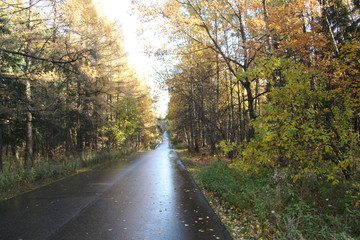 road in autumn