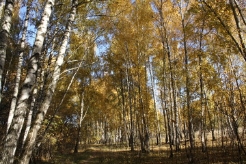 Autumn trees in a park in Russia