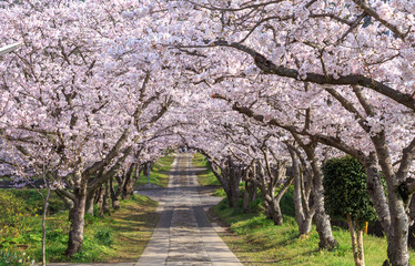 桜のアーチ　春イメージ