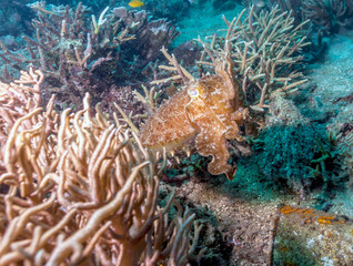 Fototapeta na wymiar Cuttlefish underwater off the coast of Bali Indonesia
