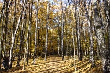Autumn park in Russia