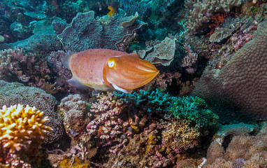 Cuttlefish underwater off the coast of Bali Indonesia