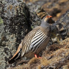 Tibetan snowcock, bird living in high altitude. Photographed in Gokyo, Nepal.