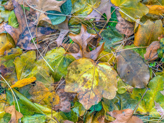 autumn leaves after rain
