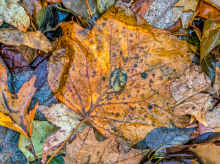 autumn leaves after rain