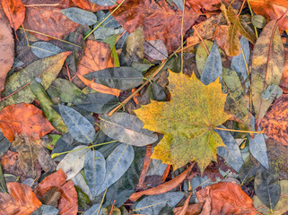 autumn leaves after rain