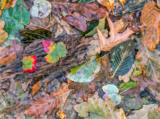 autumn leaves after rain