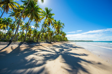 Fototapeta premium Bright tropical sun shining through palm trees casting shadows on a deserted Brazilian beach on a remote island in Bahia, Brazil