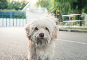 White shabby small dog looking at camera in park