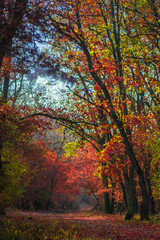 Beautiful autumn forest landscape on a sunny day. Colorful autumn scenery in a forest.The path in the forest in the autumn. Many vibrant colors, beautiful trees and leaves on the ground.