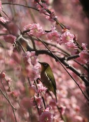 梅にメジロ