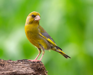Greenfinch