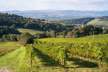 Fototapeta na wymiar Grape plantation near the city of Pesaro, Italy