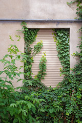 Fototapeta na wymiar Green creeper plant covering cracked stucco wall.