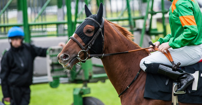 close-up of race horse and jockey waiting at the starting gate