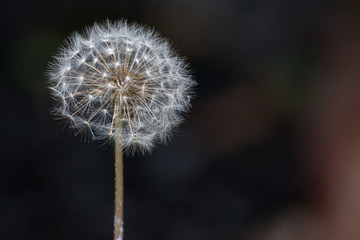 タンポポの綿毛