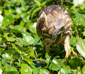Fototapeta premium American Bittern