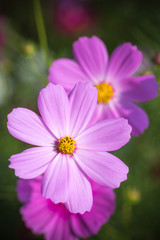 Obraz premium コスモス畑 秋イメージ