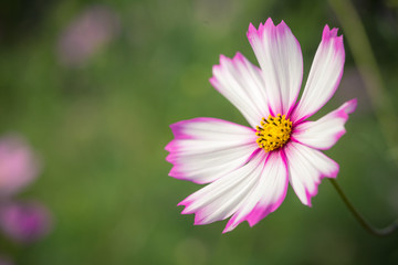 Obraz premium コスモスの花 秋イメージ