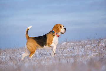 portrait of a Beagle dog on a walk on a Sunny winter day