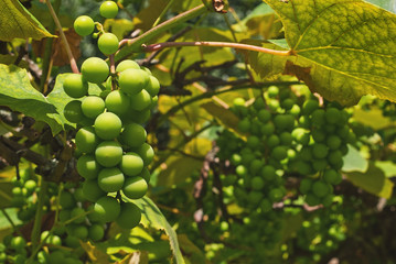 Green grapes grow on a tree. Leaves of grapes in the sun.