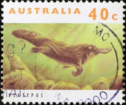 Platypus underwater on australian postage stamp