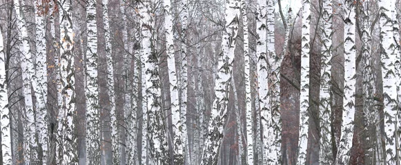 Foto op Plexiglas beautiful scene with birches in autumn birch forest in november among other birches in birch grove © yarbeer