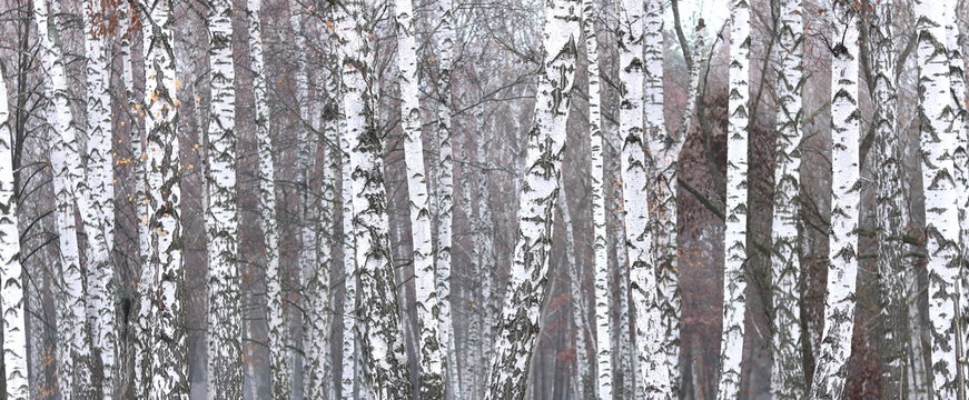 Fototapeta beautiful scene with birches in autumn birch forest in november among other birches in birch grove