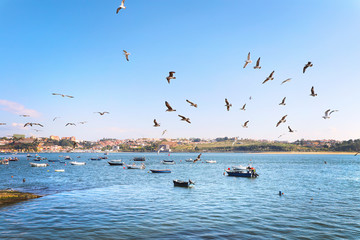 A flock of albatrosses flies over boats.