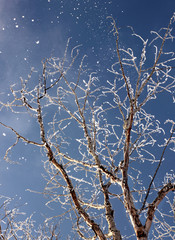 snow-covered tree against a clear blue sky