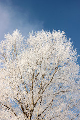 snow-covered tree against a clear blue sky