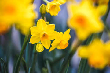 Fototapeta premium 水仙の花