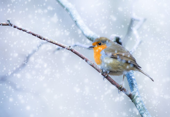 Perched little robin bird on a tree branch during Winter snow fall