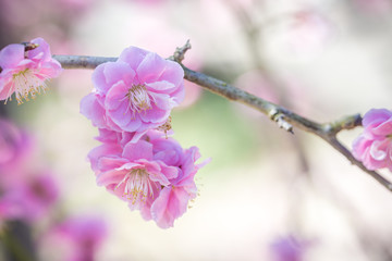 紅梅　初春イメージ