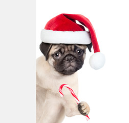 Sad pug puppy in red santa hat with Christmas candy cane peeking behind empty board. isolated on white background