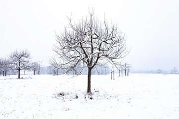 Fototapeta na wymiar Winterlandschaft mit Baum 