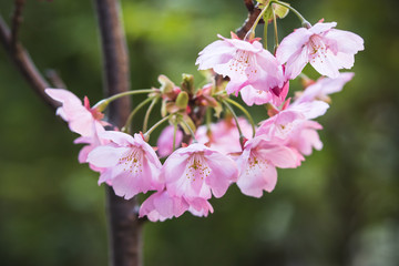 桜の花　春イメージ