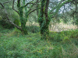 Mediterranean lush forest with old olive trees and climbing ivy plants. Picturesque landscape with twisted branches and roots, Corfu, Greece