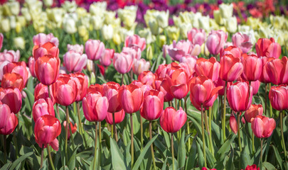チューリップの花　春イメージ