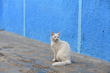 Fototapeta premium White cat in old city of Asilah, North Morocco