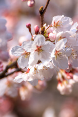 桜の花　春イメージ