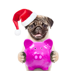 Funny puppyin red christmas hat is holding a piggy bank in the paws. isolated on white background