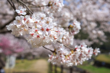 Obraz premium 桜の花 春イメージ