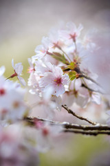 桜の花　春イメージ