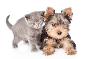 Little yorkshire terrier and baby kitten together. isolated on white background